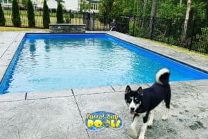 a dog stands in front of a new inground fiberglass pool