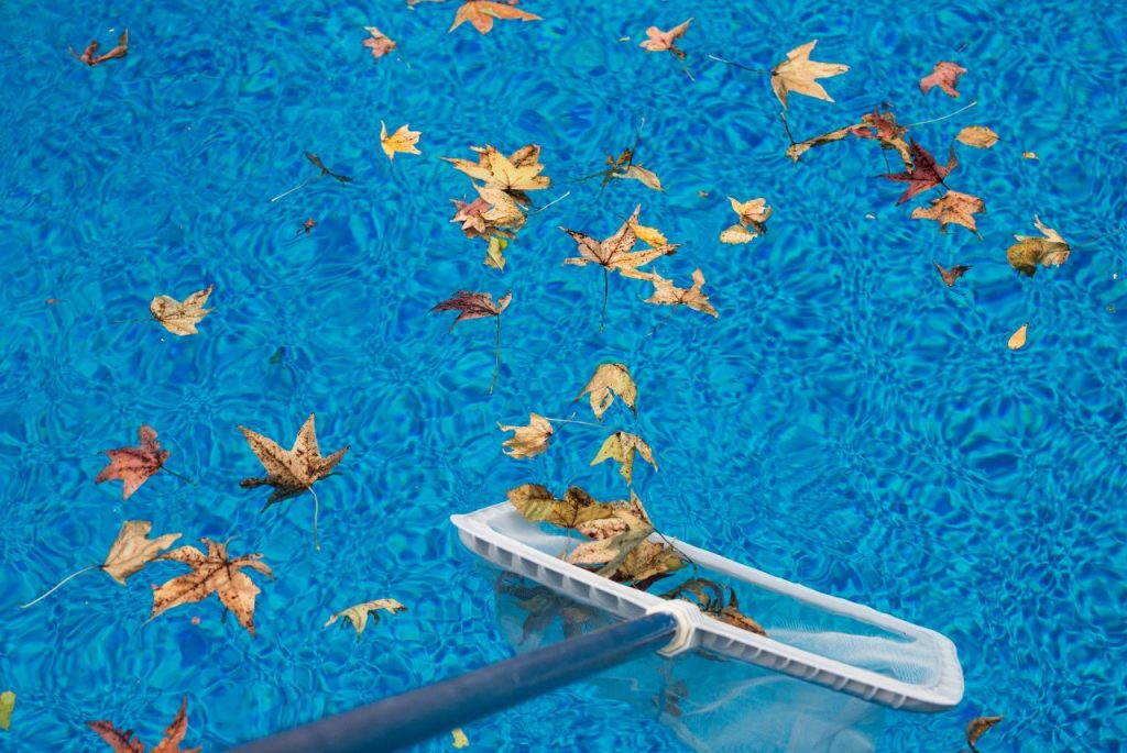 autumn leaves in a pool